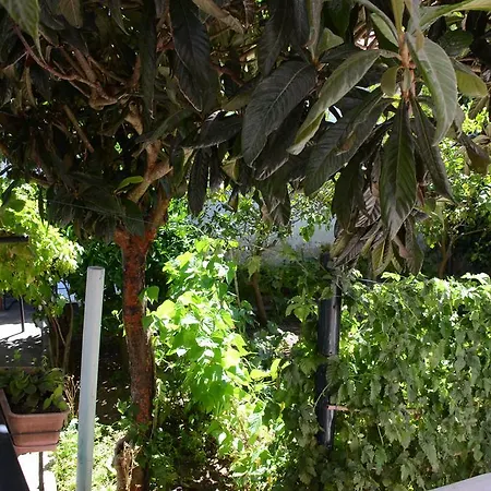 Morbey's Sintra