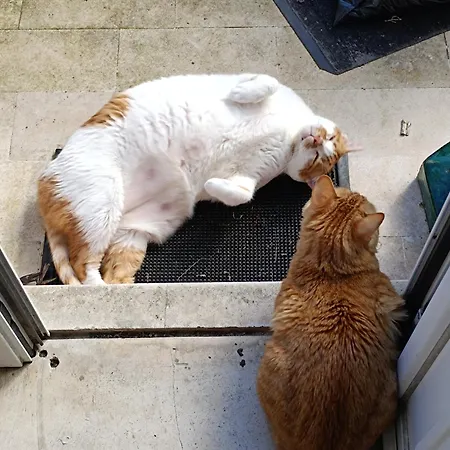 Morbey's Habitación en casa particular