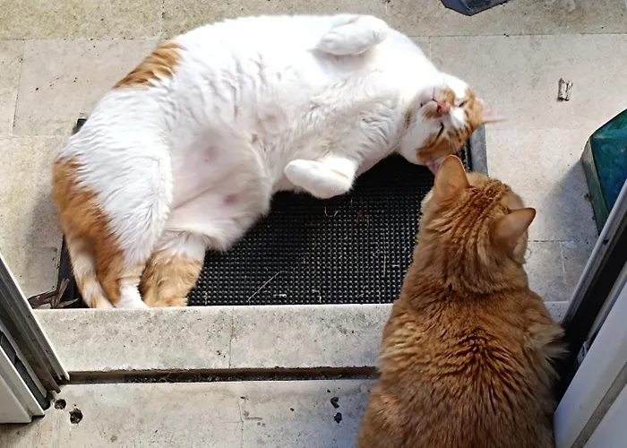 Morbey's Kwatera prywatna